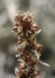 Image result for Gnaphalium unionis