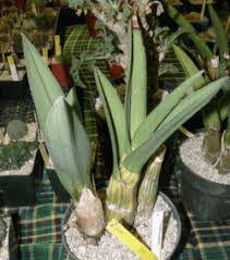 Image result for Eulophia petersii