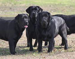 Paloma Labrador Retrievers Breeders Of Akc Yellow Black English Labrador Retrievers Labradorretriever Labrador Puppy Labrador Retriever English Labrador