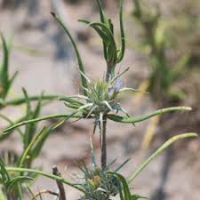 Image result for Blepharis stuhlmannii