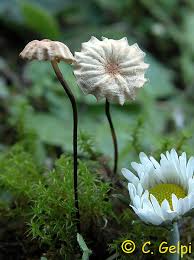 Image result for Marasmius rotula