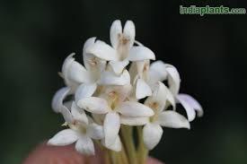 Check spelling or type a new query. Indiaplants Com Plant Details