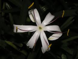 Image result for Crinum stuhlmannii