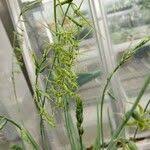 Image result for Dipcadi viride