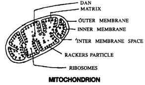Draw Labelled Diagram And Describe The Structure And Function Of A Mitochondrion Sarthaks Econnect Largest Online Education Community