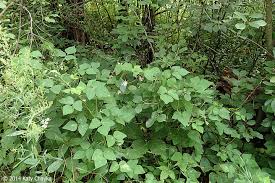Image result for Voacanga bracteata