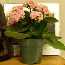 Buy Home And Garden All Flowering Plants Online From Nurserylive At Lowest Price Planting Flowers Plants Plants Online