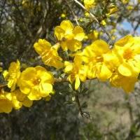 Image result for Rhigozum zambesiacum