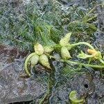 Image result for Utricularia stellaris
