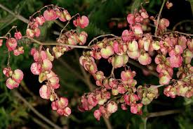 Image result for Rumex sagittatus