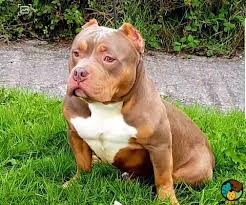 French bulldog puppies for sale due to leave very soon puppies have been vet checked , wormed. For Sale American Bully Lilac And Tan Or For Stud Uk Pets