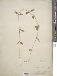 Image result for Cerastium indicum