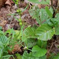 Image result for Orobanchaceae