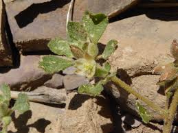 Image result for Litogyne gariepina