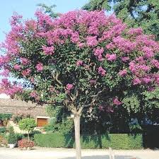 On sélectionne l'axe principal le plus érigé et le plus robuste. Planter Le Lagerstroemia Gamm Vert