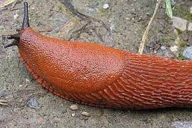 I gasteropodi sono la classe di molluschi viventi che ha avuto il maggior successo evolutivo scrivi nei commenti come risolvi questo problema. Arrivano Le Lumache Grandi E Cattive Trento Trentino