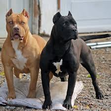 6 Month American Pitbull Terrier Black And White 6 And 7 Month Old Blackmail Daughters Websta Instagram Analytics Pitbull Terrier Dog Breeds Pitbulls