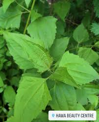 Nak kenal pokok ni ialah dengan melihat bentuk daun seperti gambar di sebelah. Pokok Kapal Terbang Nama Biasa Hawa Beauty Centre Facebook