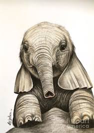 Baby Elephant Drawing By Art By Three Sarah Rebekah Rachel White Collection by nav walia • last updated 6 weeks ago. baby elephant by art by three sarah rebekah rachel white
