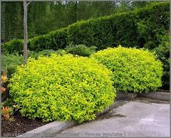 Image result for spirea japonica gold princess