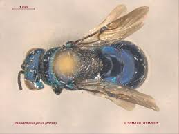 Image result for Pseudopod Ospermum