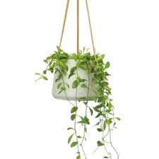 Image result for Elaphoglossum conforme