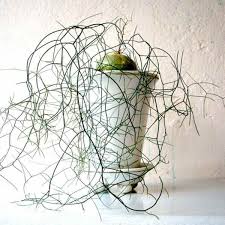 Image result for Schizobasis intricata