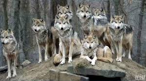 Vector illustrative portrait of wolf. Baby Boom Boosts Wild Mexican Wolf Population To 186 Wolf Conservation Center