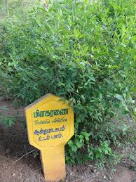 Image result for Toddalia simplicifolia