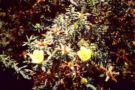 Image result for Hypericum revolutum