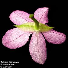 Image result for Portulacaceae