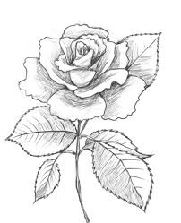 Google Image Result For Http Www Drawing Factory Com Image Files How To Draw A Rose12 Jpg Beautiful Flower Drawings Flower Drawing Nature Drawing