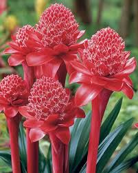 Image result for Etlingera elatior