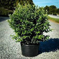 Wavy Leaf Privet Ligustrum Shrubs Plants Evergreen Shrubs