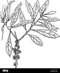 Image result for Myricaceae