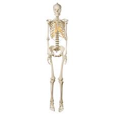 The hyoid bone is a bone that resides in the cervical region, superior to the thyroid cartilage. Anatomical Models About Female Human Skeleton On Roller Stand