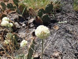 Image result for Eriosema cordifolium