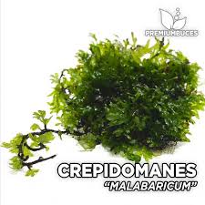 Image result for Crepidomanes