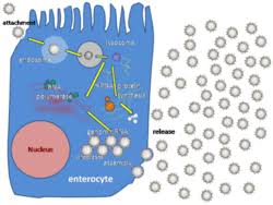 Image result for Rotavirus
