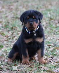 The physical appearance of rottweiler puppies is something you need to be aware of when looking for that special pup to call your own. Rottweiler Puppies For Sale In Nc Rottweiler Puppies For Sale Near Whiteville North Carolina Usa Page 1 10 Per Page