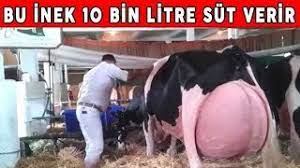 Разоблачение ed / energy diet / энерджи диет разбор состава / nl international. Ne Kadar Sut Verdigini Duyunca Cok Sasiracaksiniz Dunyanin En Cok Sagimlik Inegi Youtube