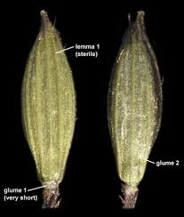 Image result for Digitaria compressa