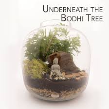 Underneath The Bodhi Tree Plant Terrarium Nyc Local Only Twig Terrariums Trees To Plant Bodhi Tree