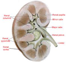 It has a mucous membrane and is covered with transitional epithelium and an underlying lamina propria of. Anatomy