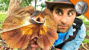 Frilled Lizard facts: aka frilled DRAGONS