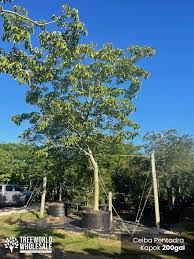 Image result for Ceiba pentandra