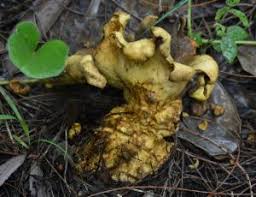 Image result for Scleroderma polyrhizon