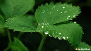 Ce este umiditatea din aer si ce factori o influenteaza. Cum Sa Reduci Umiditatea Din Casa Cu Ajutorul Plantelor Care Sunt Acestea Cumsa Ro