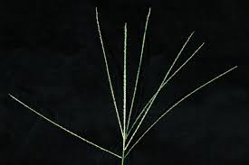 Image result for Digitaria milanjiana
