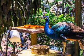 It is a popular tourist attraction in the country, receiving an annual average of 200,000 visitors. Kuala Lumpur Sehenswurdigkeiten City Highlights